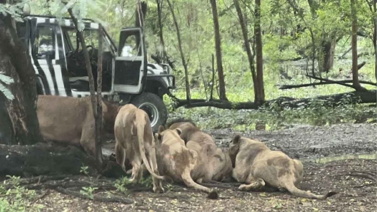 Bangkok zookeeper killed in horrific lion attack at Safari World (video) | Thaiger