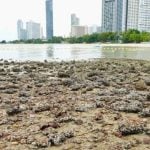 Rocks removed from Pattaya’s hidden beach over safety fears | Thaiger