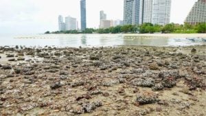 Rocks removed from Pattaya’s hidden beach over safety fears | Thaiger