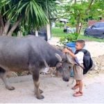 8 year old boy rides pet buffalo to school in central Thailand | Thaiger