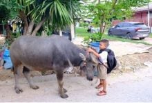 8 year old boy rides pet buffalo to school in central Thailand | Thaiger