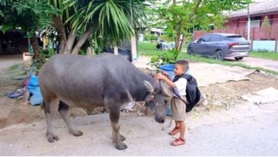 8 year old boy rides pet buffalo to school in central Thailand | Thaiger