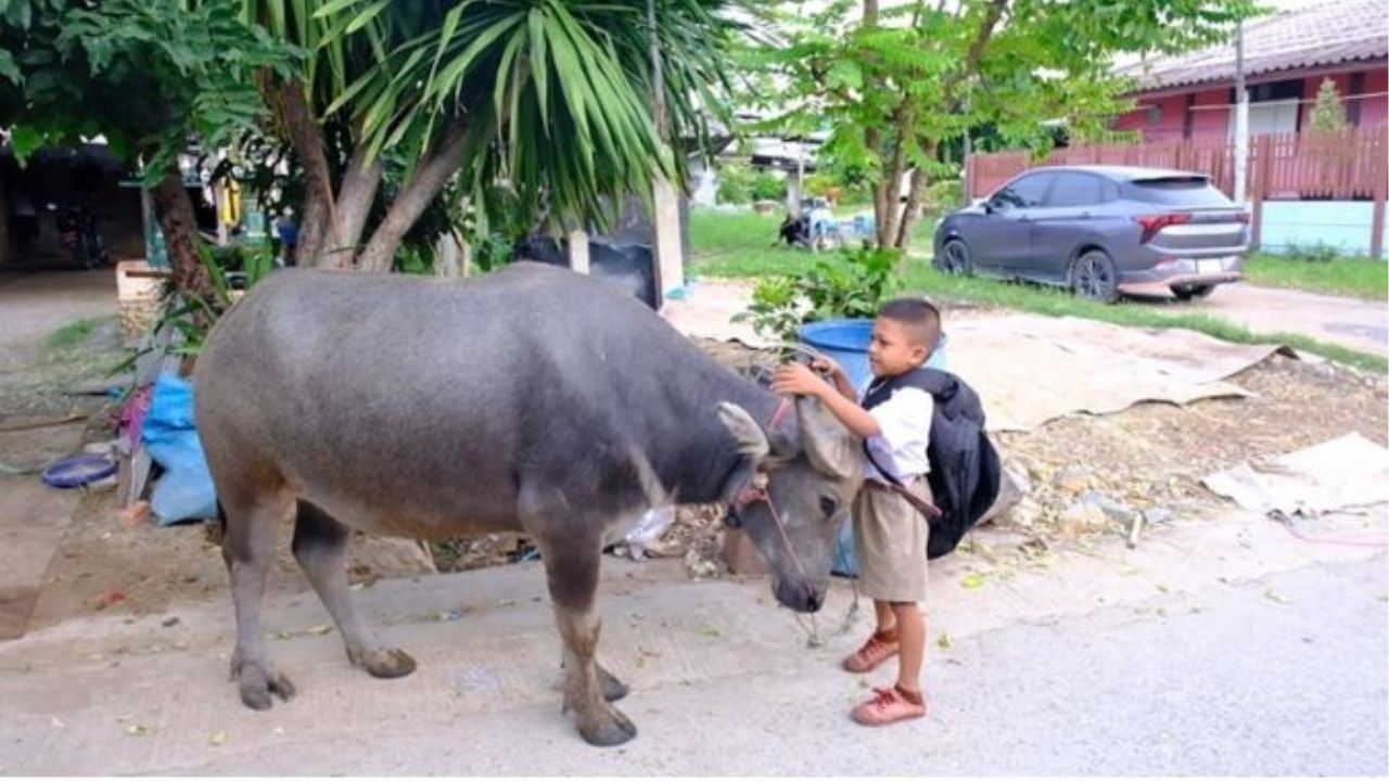 8 year old boy rides pet buffalo to school in central Thailand | Thaiger