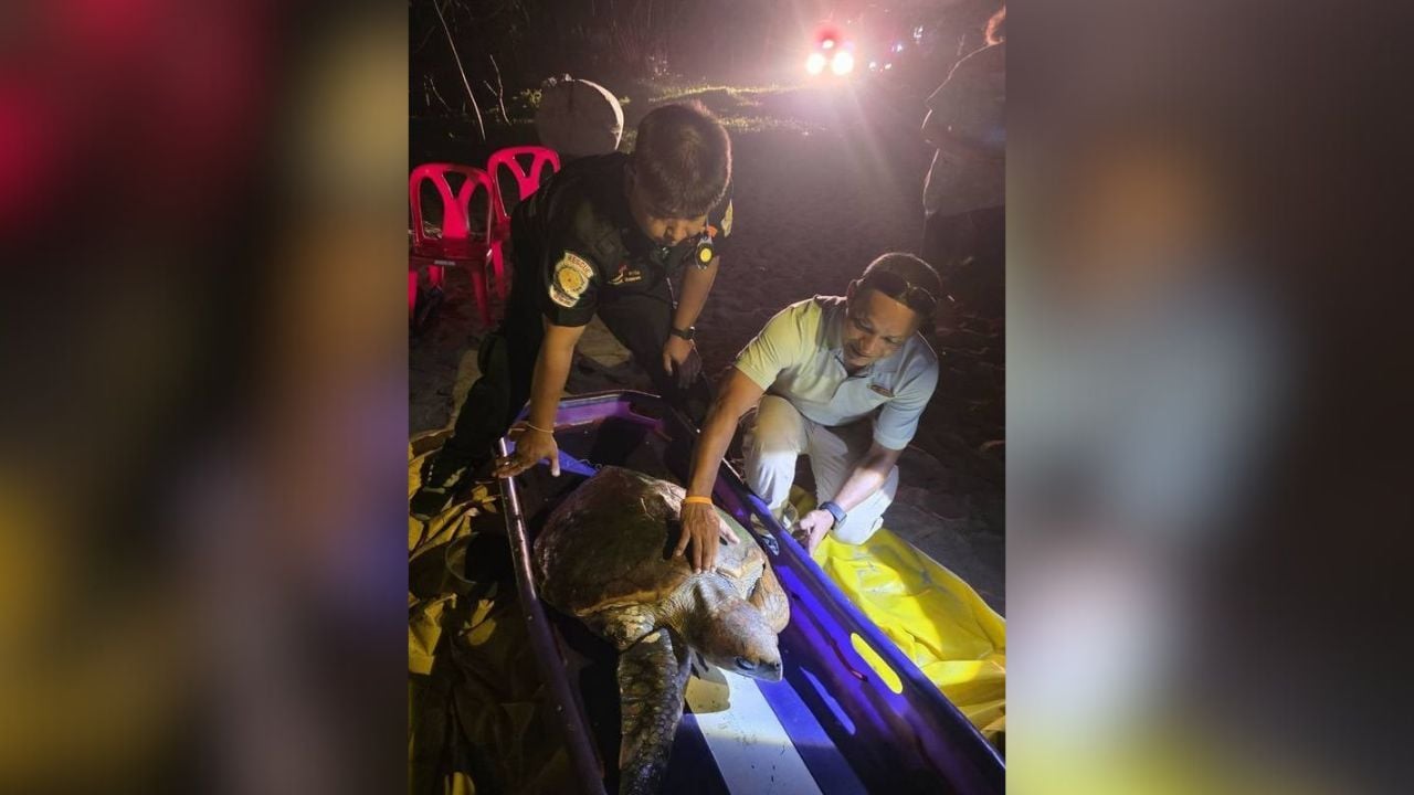 Hooked turtle rescued in Phuket as another dies from net injury | Thaiger
