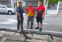 Giant monitor lizard crashes dinner plans at Thai restaurant | Thaiger