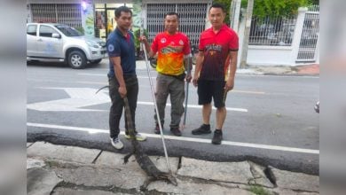 Giant monitor lizard crashes dinner plans at Thai restaurant | Thaiger