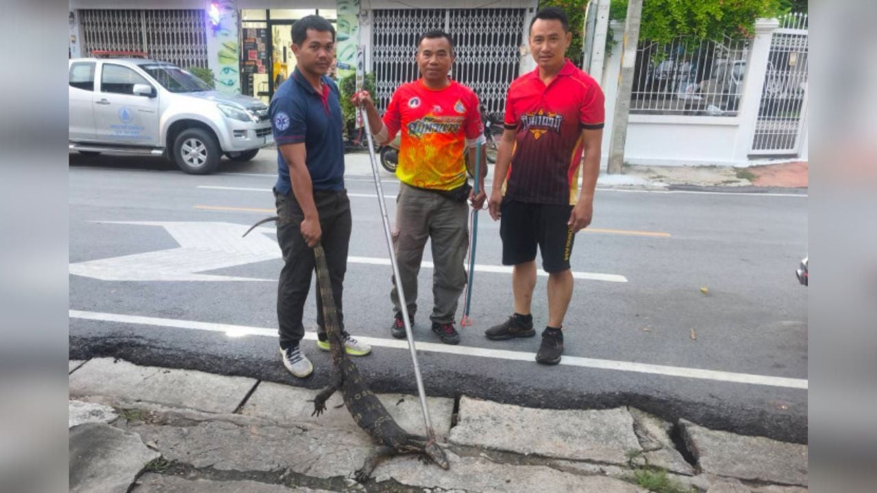 Giant monitor lizard crashes dinner plans at Thai restaurant | Thaiger