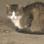 Rabies alert: Cat sparks animal epidemic zone in Bangkok | Thaiger