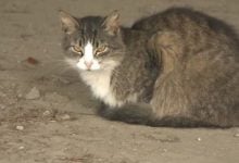 Rabies alert: Cat sparks animal epidemic zone in Bangkok | Thaiger