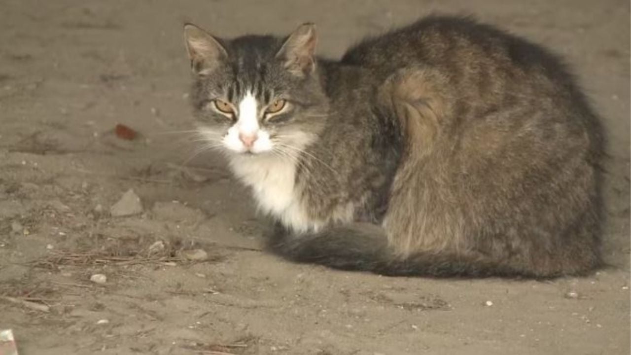 Rabies alert: Cat sparks animal epidemic zone in Bangkok | Thaiger
