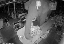 Hungry elephant raids Korat BBQ shop in midnight rampage | Thaiger
