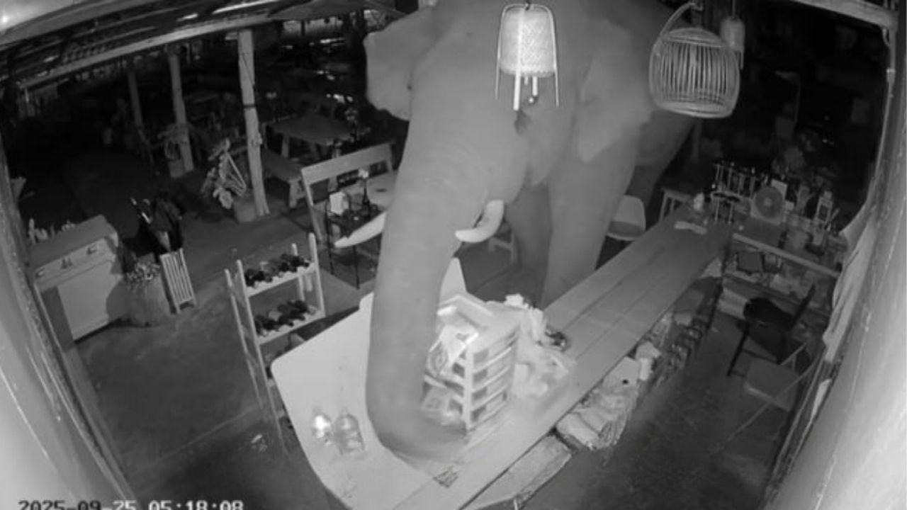 Hungry elephant raids Korat BBQ shop in midnight rampage | Thaiger