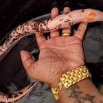 &#8216;Eel of fortune&#8217; has locals hooked on lucky lottery numbers (video) | Thaiger