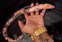 ‘Eel of fortune’ has locals hooked on lucky lottery numbers (video) | Thaiger