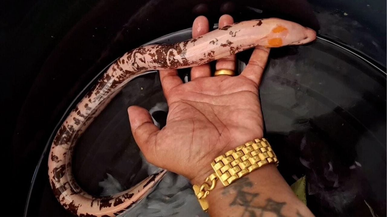 ‘Eel of fortune’ has locals hooked on lucky lottery numbers (video) | Thaiger