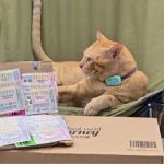Ginger cat ‘Som Bangchak’ brings lottery buzz to Pattaya (video) | Thaiger