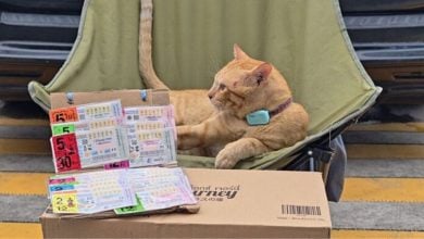 Ginger cat ‘Som Bangchak’ brings lottery buzz to Pattaya (video) | Thaiger