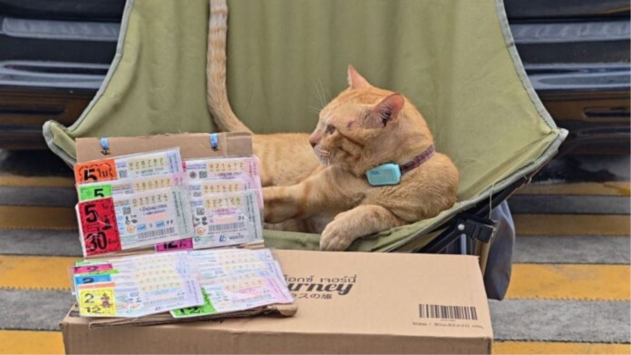 Ginger cat ‘Bangchak Orange’ brings lottery buzz to Pattaya (video) | Thaiger