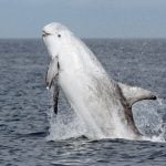 Whales and dolphins win protection in Thai seas crackdown | Thaiger