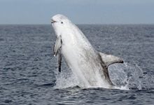 Whales and dolphins win protection in Thai seas crackdown | Thaiger