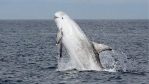 Whales and dolphins win protection in Thai seas crackdown | Thaiger