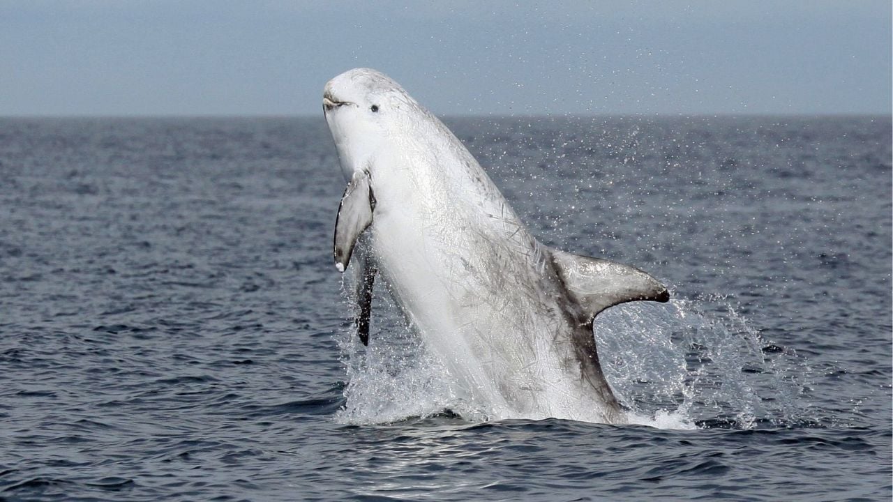 Whales and dolphins win protection in Thai seas crackdown | Thaiger