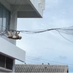 Monkey madness: Hundreds escape cages and run riot in Lopburi | Thaiger