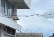 Monkey madness: Hundreds escape cages and run riot in Lopburi | Thaiger