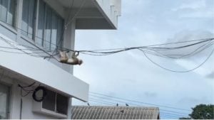 Monkey madness: Hundreds escape cages and run riot in Lopburi | Thaiger