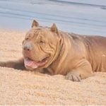 Baby girl killed after family pit bull turns violent in Uthai Thani | Thaiger