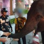 Pattaya officials warn after elephant seen strolling outside mall | Thaiger