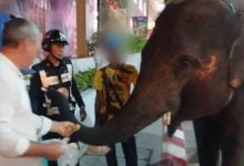 Pattaya officials warn after elephant seen strolling outside mall | Thaiger