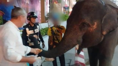 Pattaya officials warn after elephant seen strolling outside mall | Thaiger