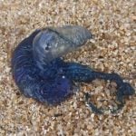 Patong lifeguards warn as venomous bluebottles wash up | Thaiger