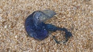 Patong lifeguards warn as venomous bluebottles wash up | Thaiger