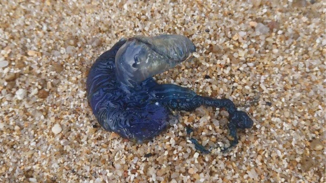 Patong lifeguards warn as venomous bluebottles wash up | Thaiger