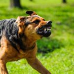 Bangkok district declared rabies zone after dog carcass found | Thaiger