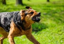 Bangkok district declared rabies zone after dog carcass found | Thaiger