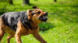 Bangkok district declared rabies zone after dog carcass found | Thaiger
