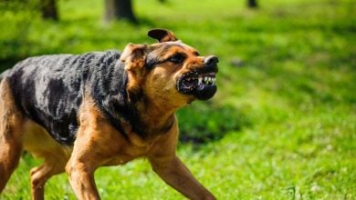 Bangkok district declared rabies zone after dog carcass found | Thaiger