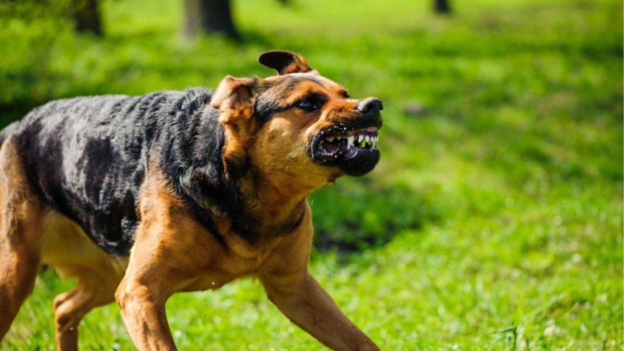 Bangkok district declared rabies zone after dog carcass found | Thaiger