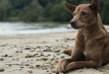 Lopburi villagers demand crackdown on serial animal abuser | Thaiger