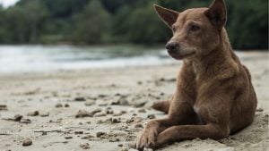 Lopburi villagers demand crackdown on serial animal abuser | Thaiger