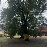 Lotto hopefuls flock to Ang Thong’s 200 year old ‘lucky tree’ | Thaiger