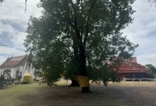 Lotto hopefuls flock to Ang Thong’s 200 year old ‘lucky tree’ | Thaiger
