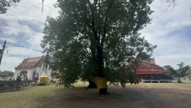Lotto hopefuls flock to Ang Thong’s 200 year old ‘lucky tree’ | Thaiger