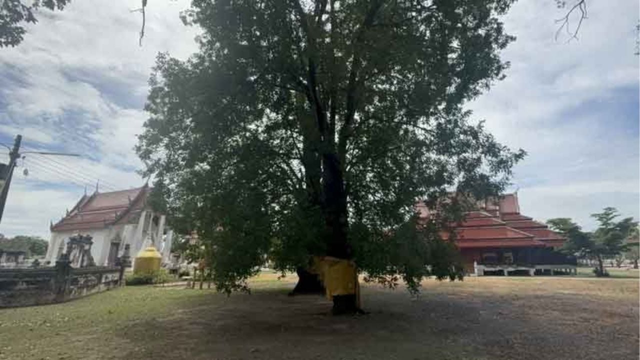 Lotto hopefuls flock to Ang Thong’s 200 year old ‘lucky tree’ | Thaiger
