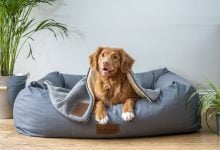 Searching for a pet-friendly condo in Thailand? The options are finally growing | Thaiger