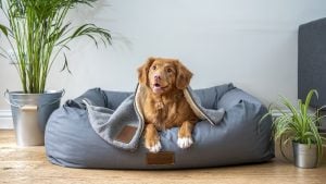Searching for a pet-friendly condo in Thailand? The options are finally growing | Thaiger