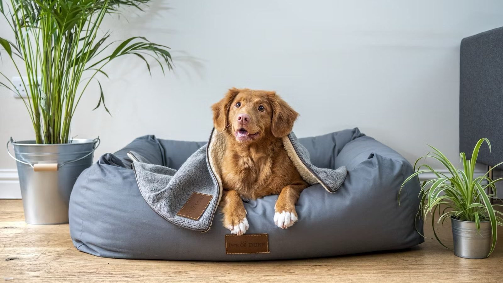 Searching for a pet-friendly condo in Thailand? The options are finally growing | Thaiger